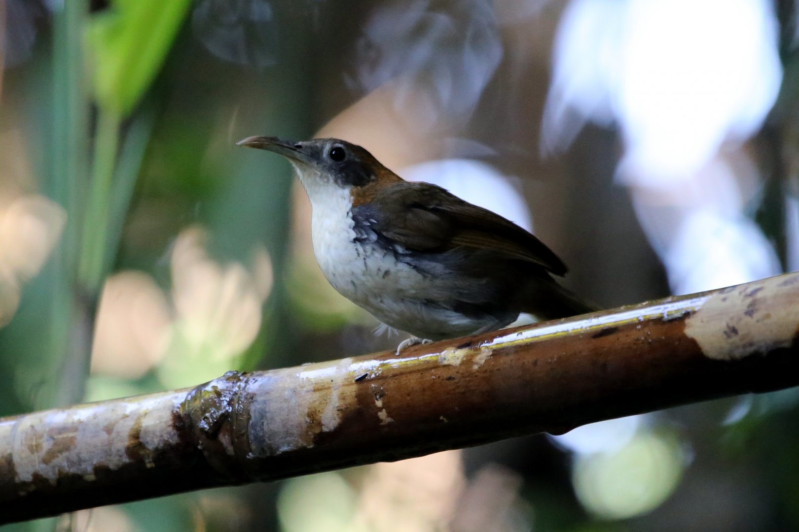 Large Scimitar-babbler (Erythrogenys hypoleucos)