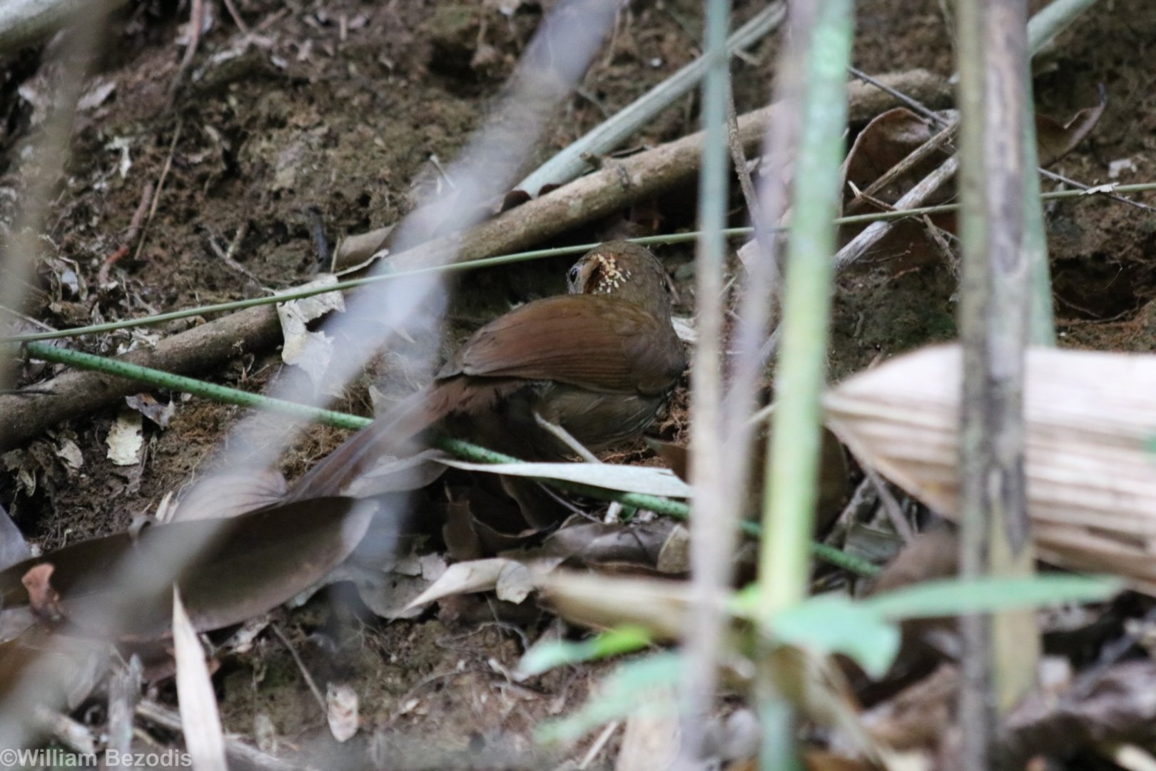 Large Scimitar-babbler - Kaeng Krachan National Park