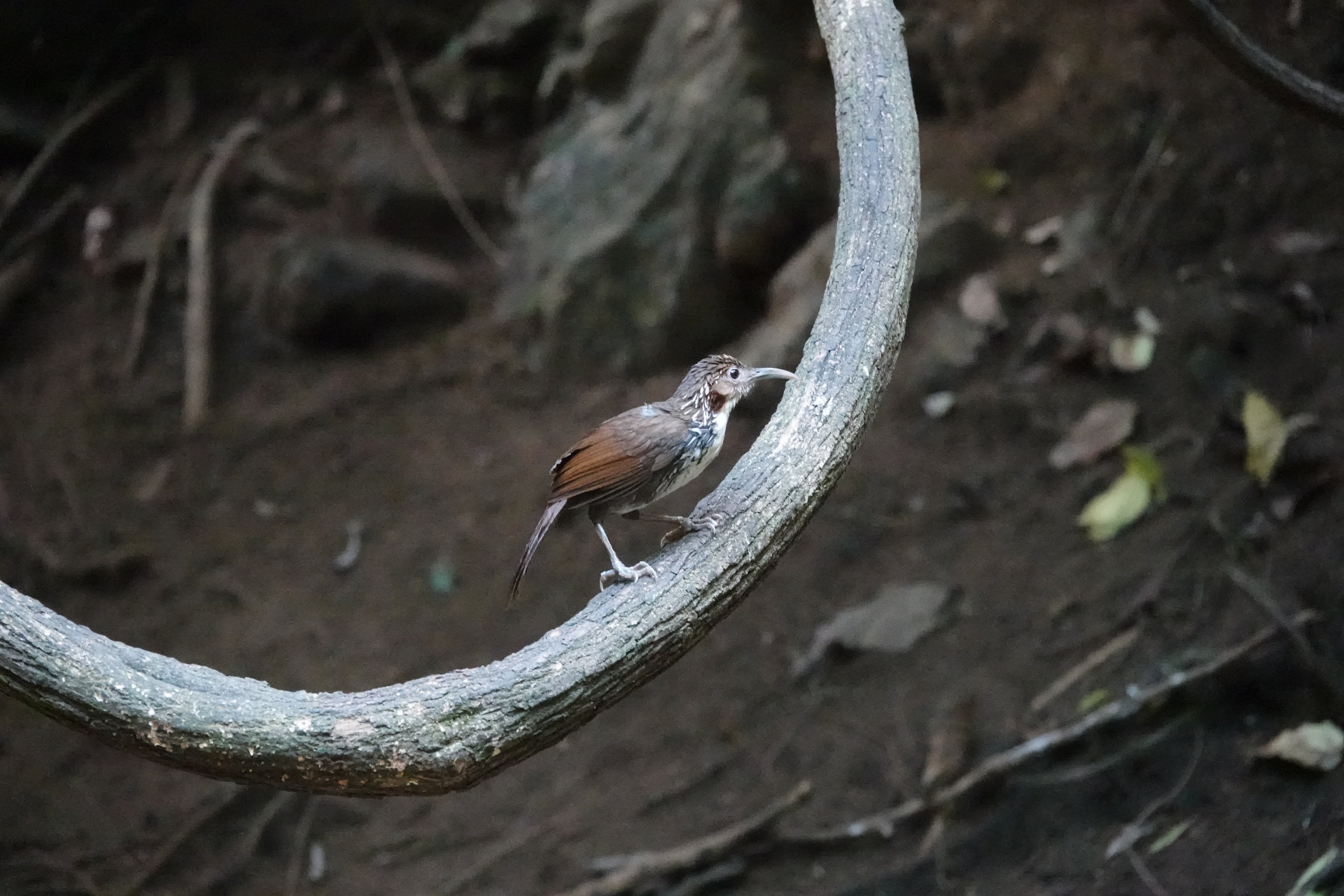 Large Scimitar-Babbler
