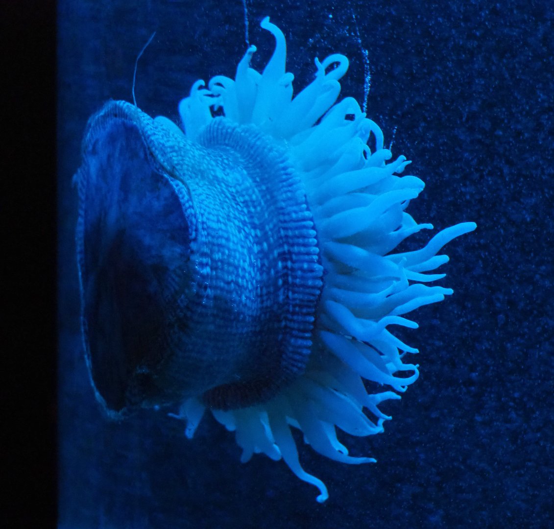 Large sea anemone (Class Anthozoa, Order  Actiniaria), 2019-10-05