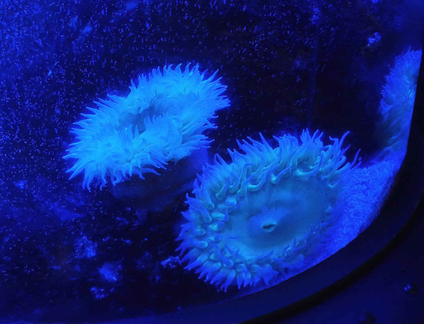 Large sea anemones, 2023-10-13