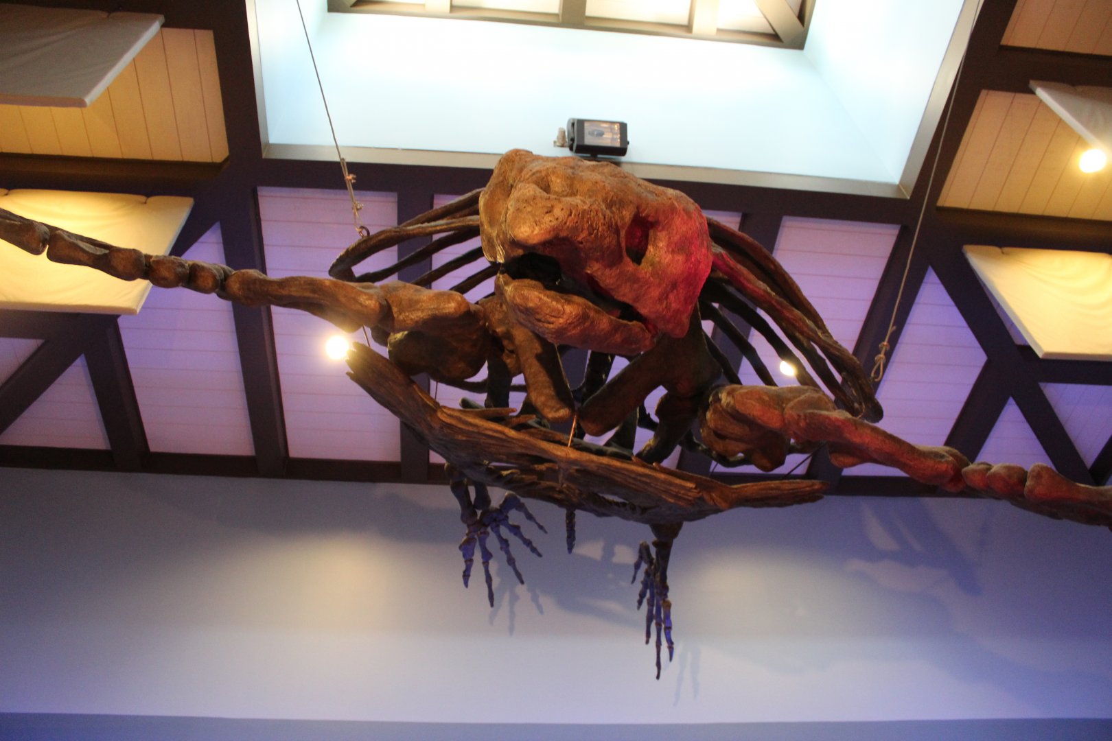 Large Sea Turtle Skeleton