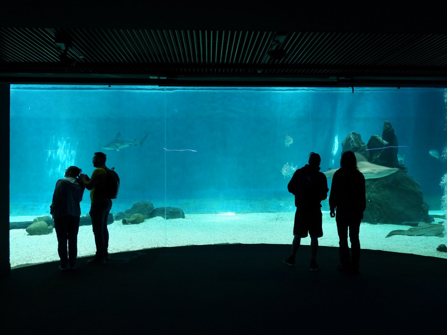 Large shark and ray tank
