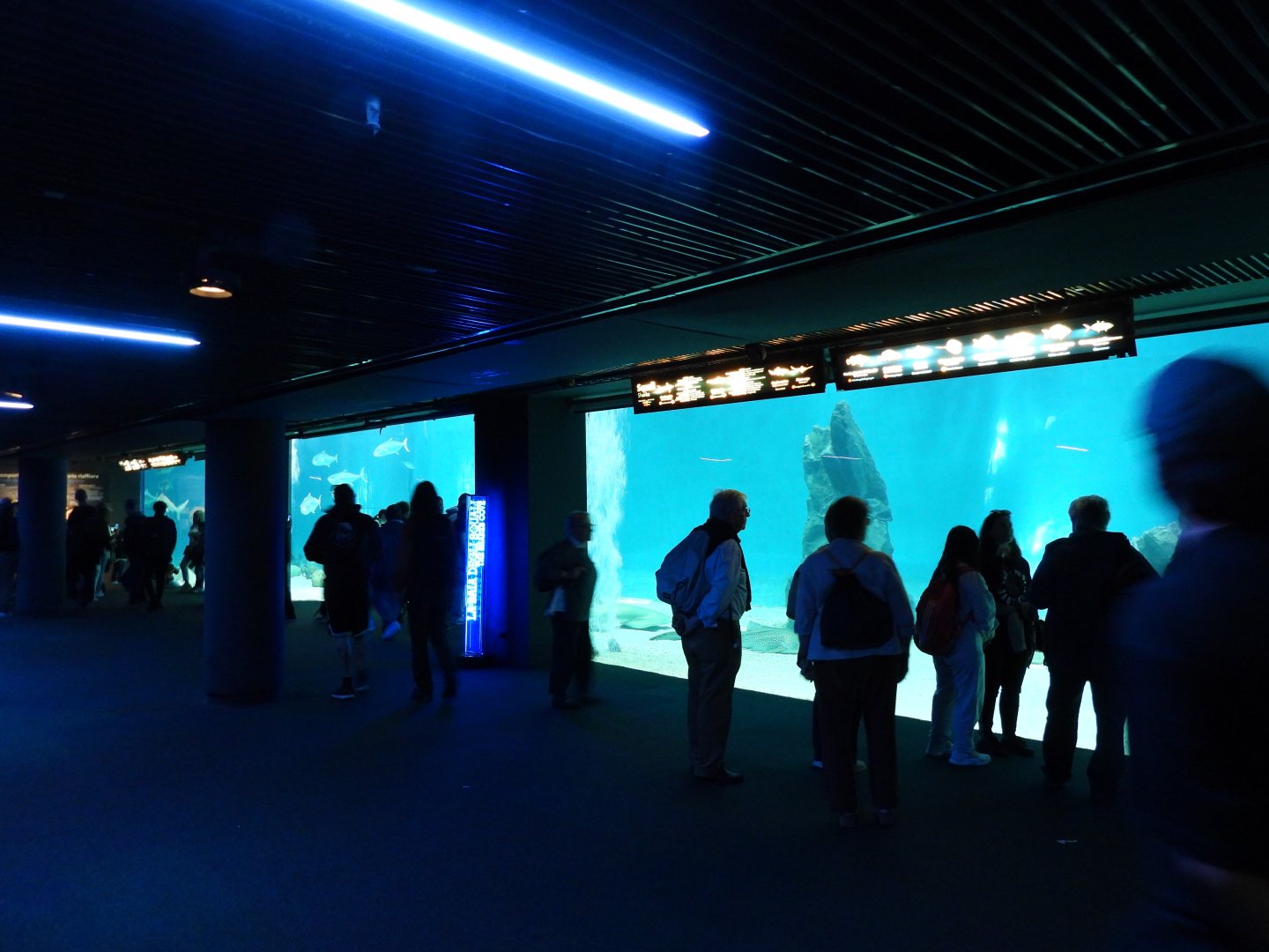 Large shark and ray tank