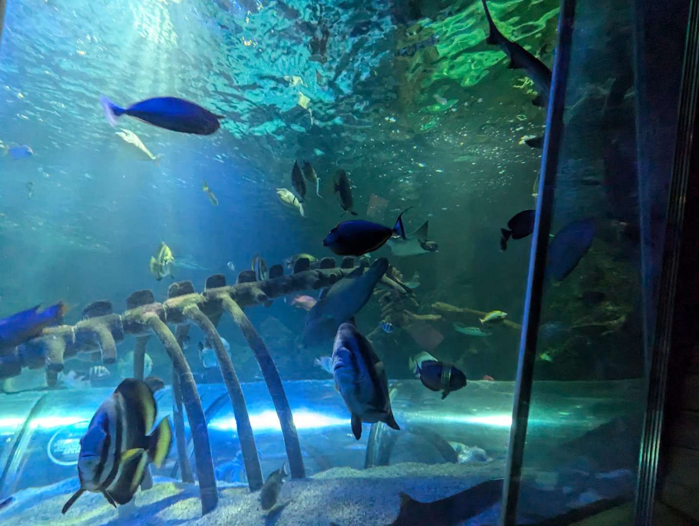 Large Shark and Sea Turtle Tank with Inexplicable Skeleton