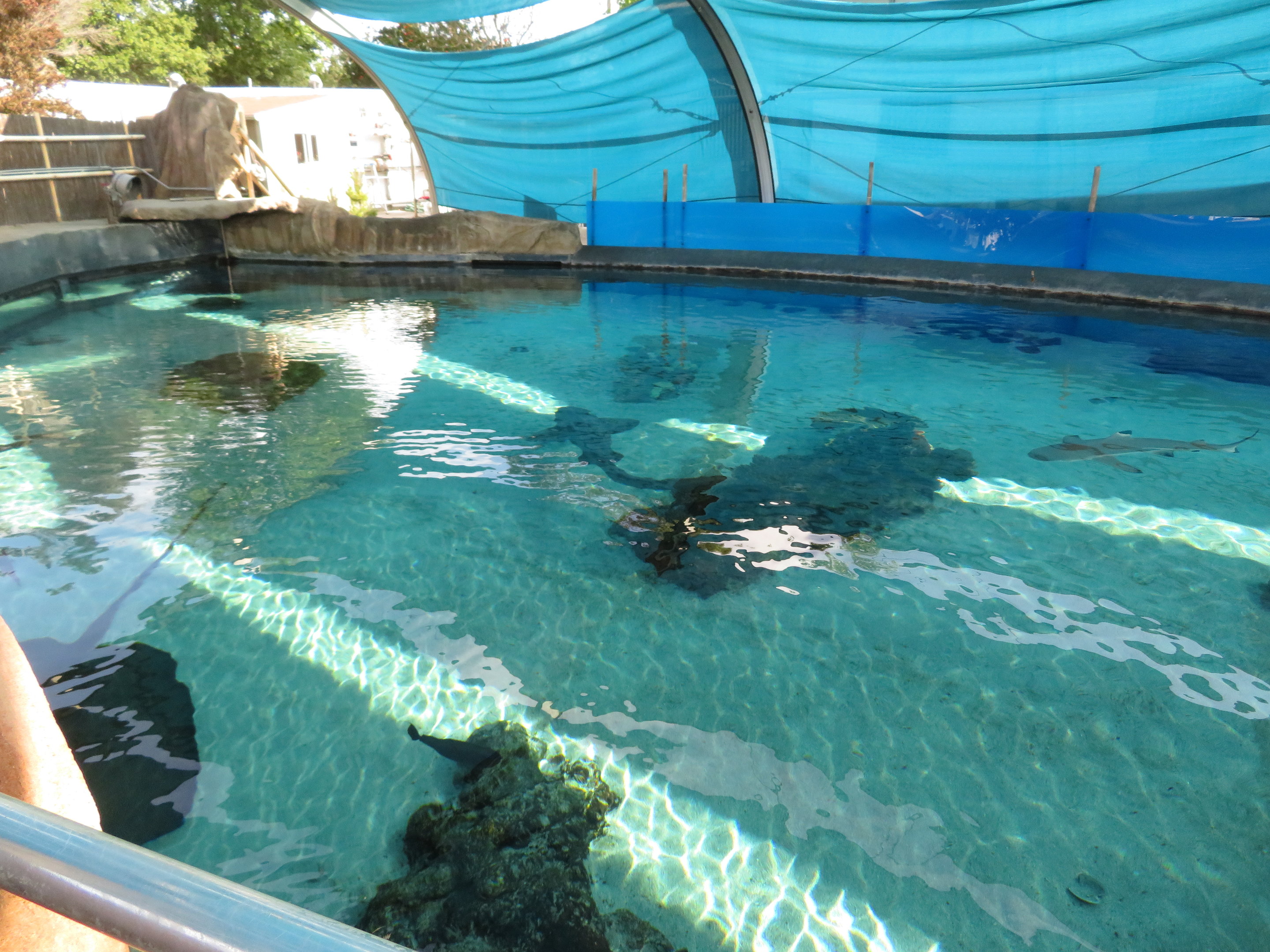 Large Shark/Ray Tank