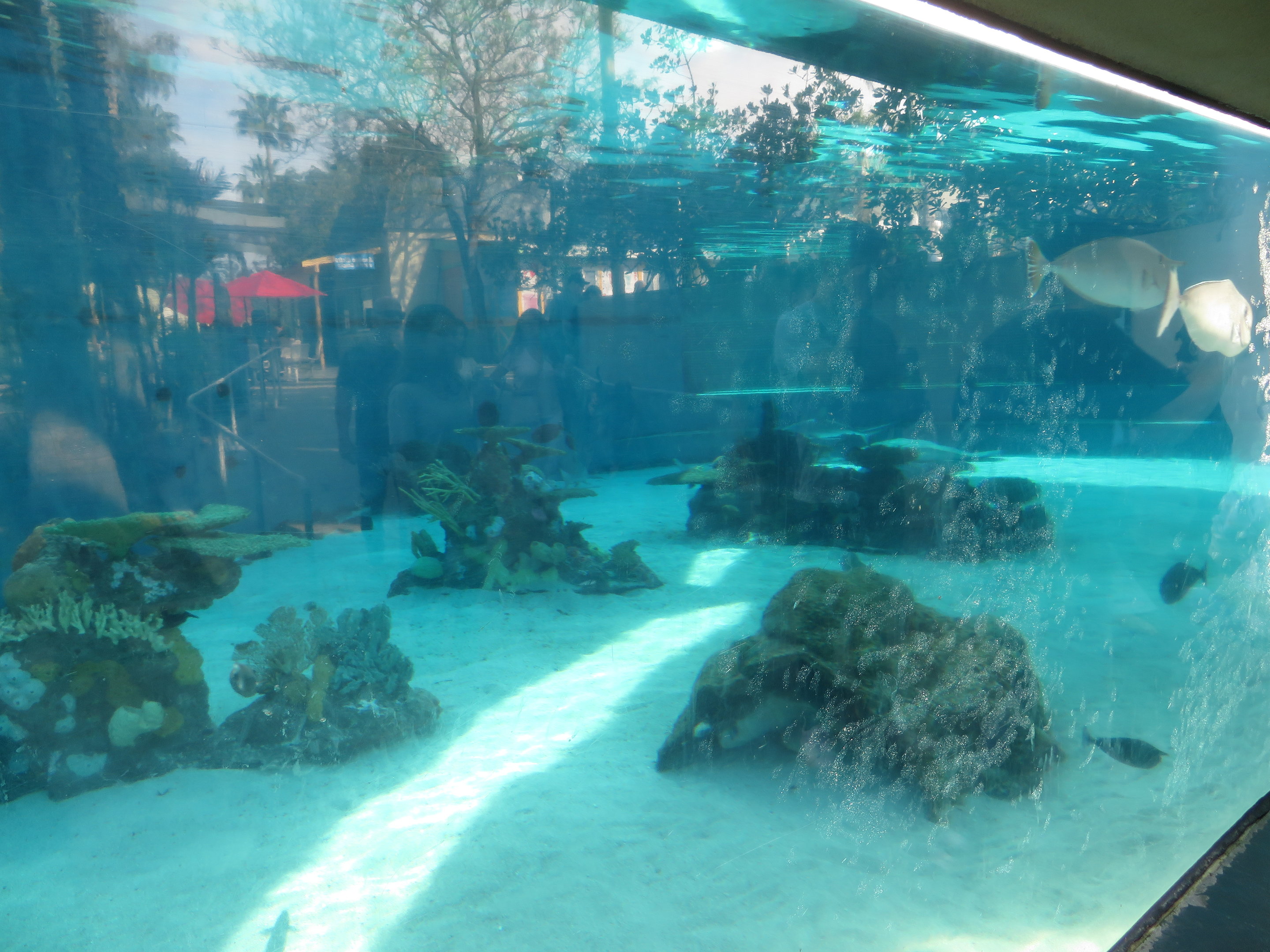 Large Shark/Ray Tank