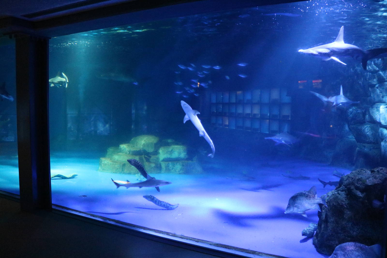 Large shark tank, February 2016