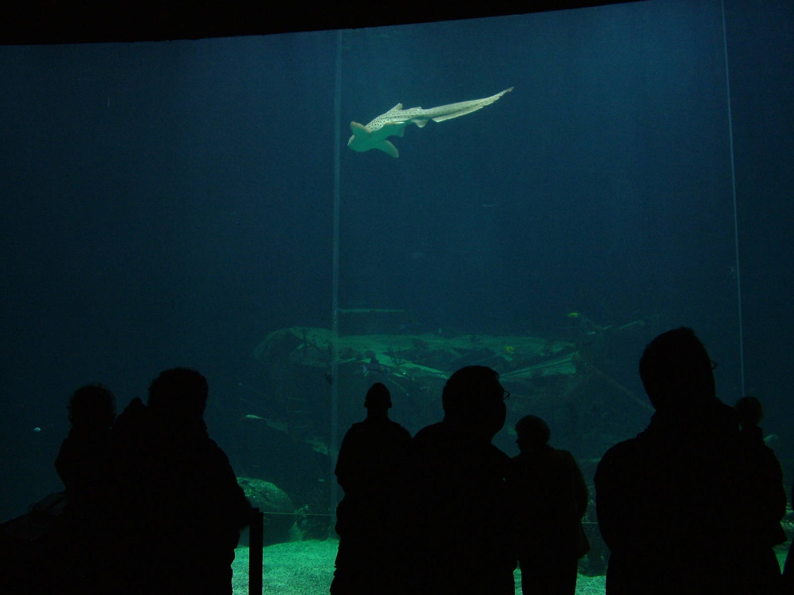 Large Shark Tank in Burgers Ocean at Burgers Zoo Arnhem, 29/08/10