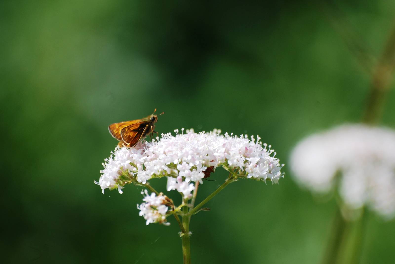 Large Skipper at Fermyn Woods, 22/07/12