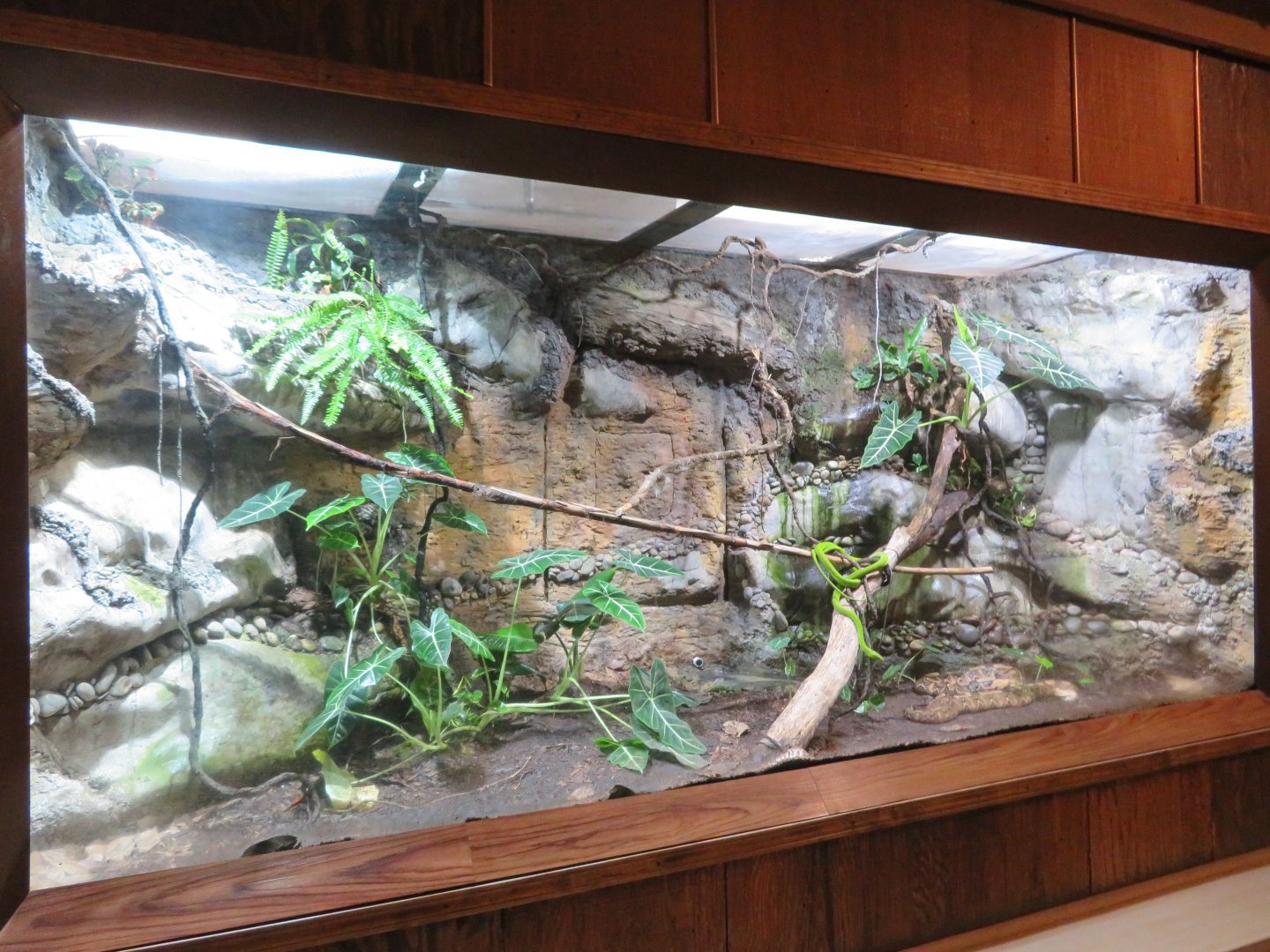 Large Snake Exhibit