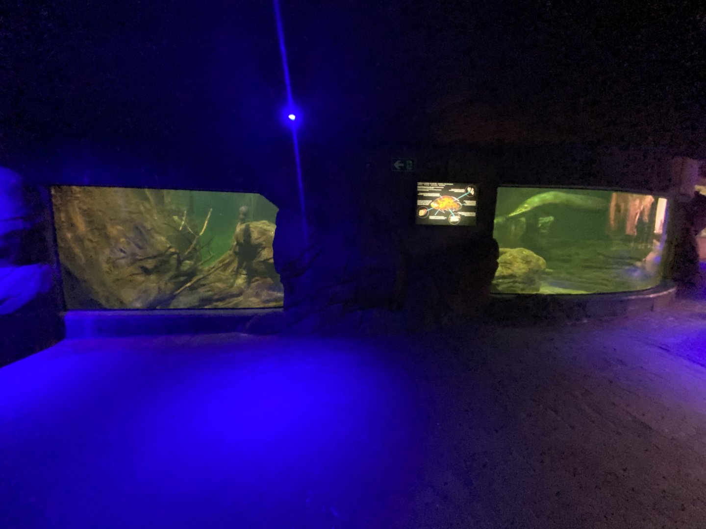 Large South American aquarium