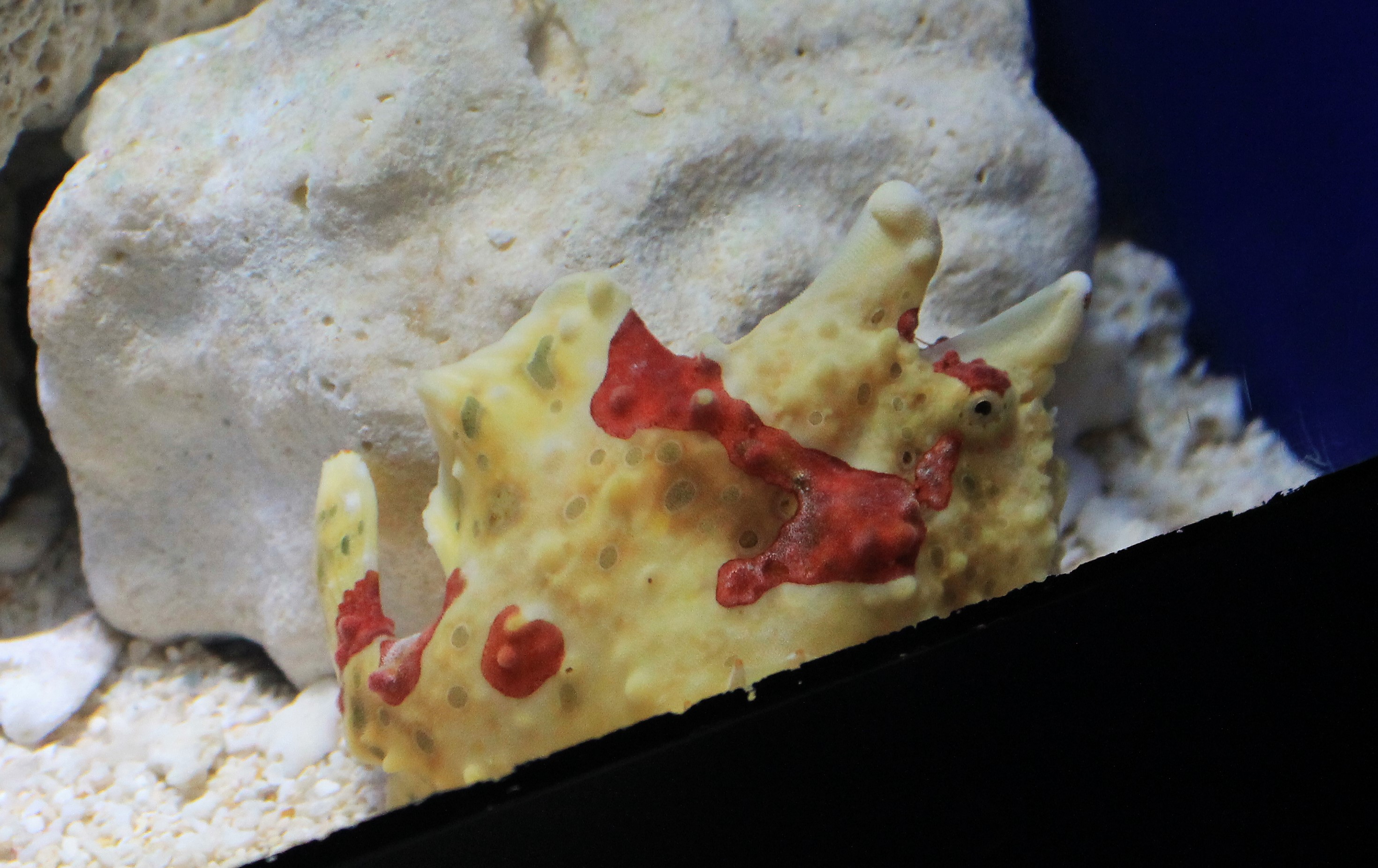 Large-spotted Anglerfish