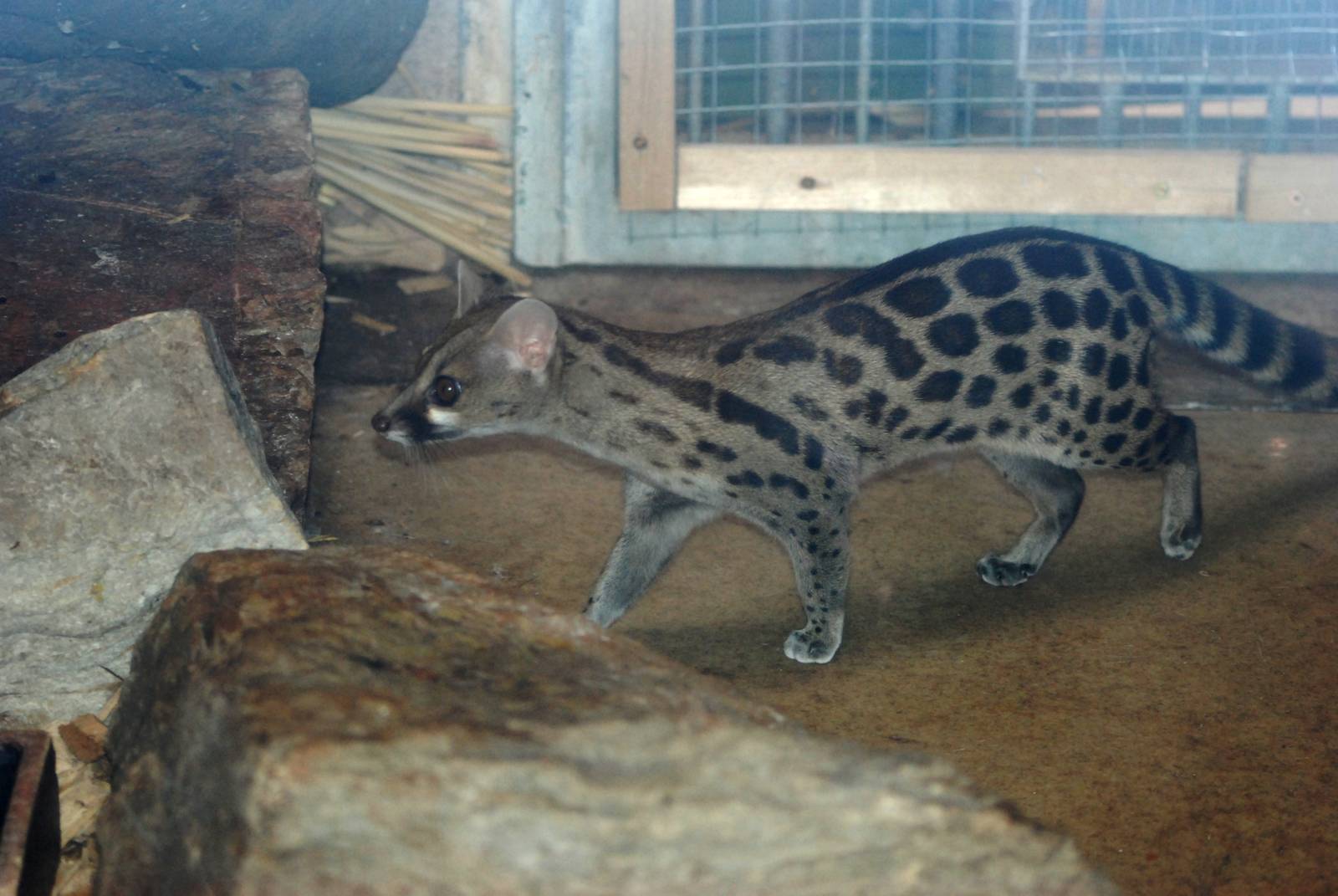 Large-spotted (Blotched) Genet at Liberec, 28/08/12