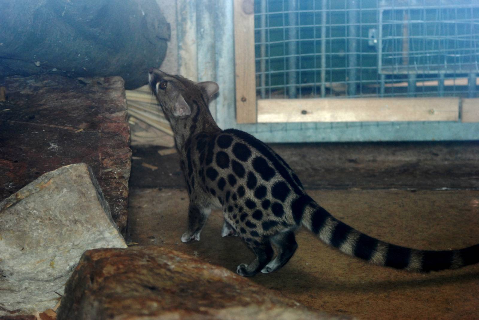 Large-spotted (Blotched) Genet at Liberec, 28/08/12
