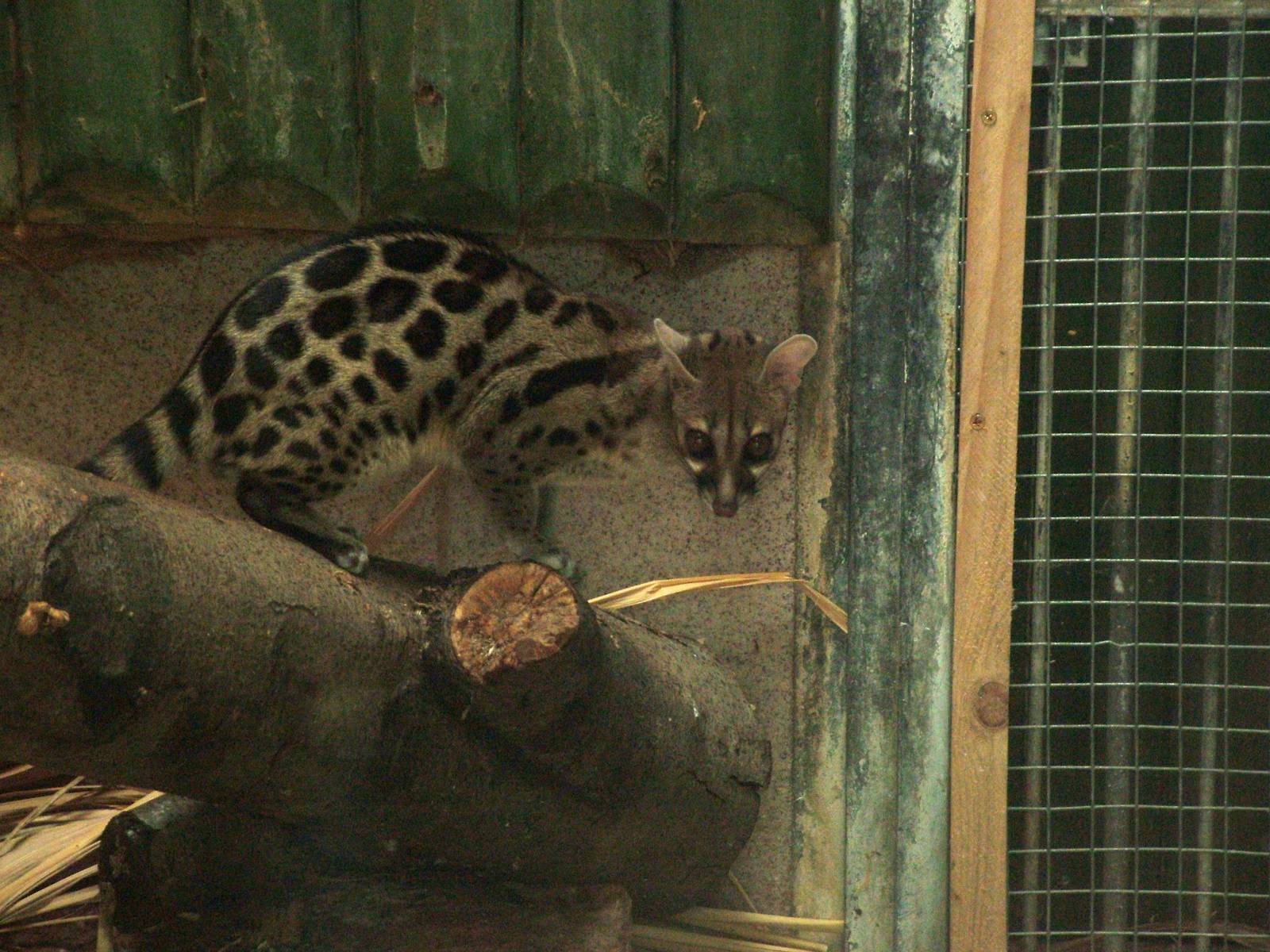 Large-spotted (Blotched) Genet at Liberec, 28/08/12