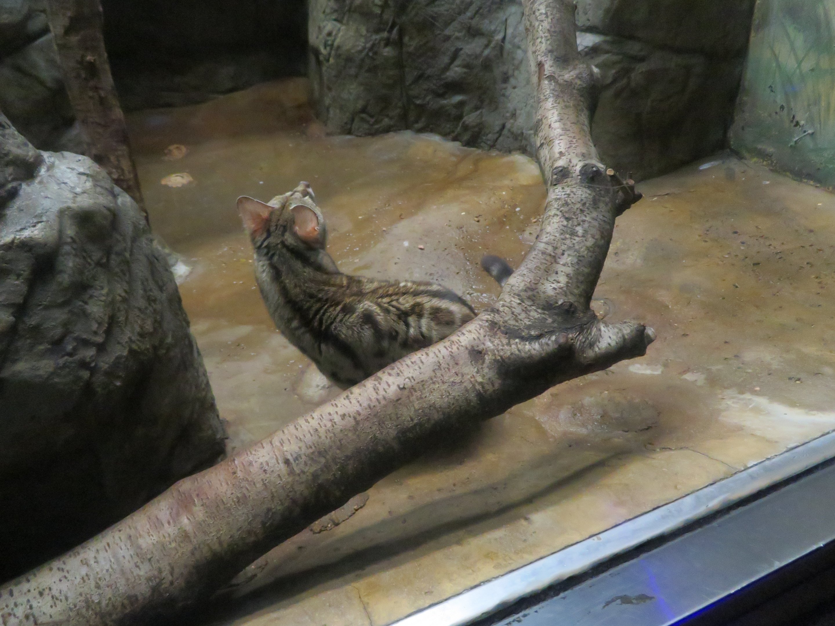 Large-spotted/Cape Genet