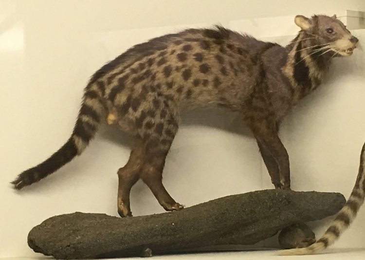 Large spotted civet (Viverra megaspila)