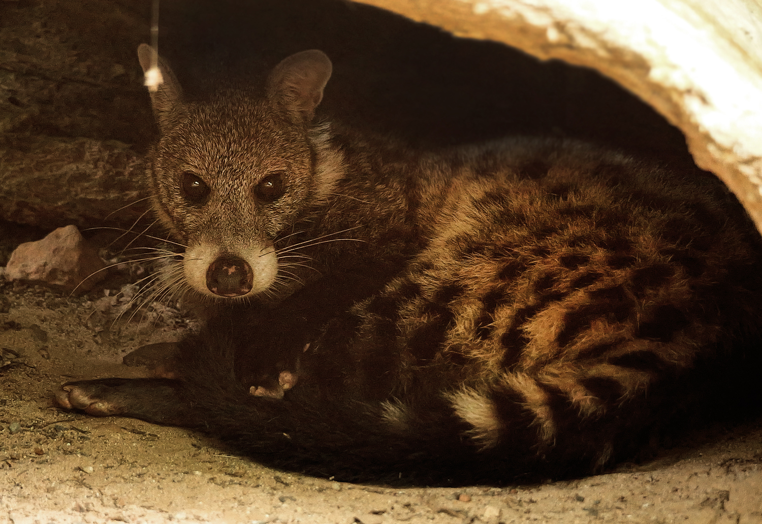Large-spotted civet (Viverra megaspila)
