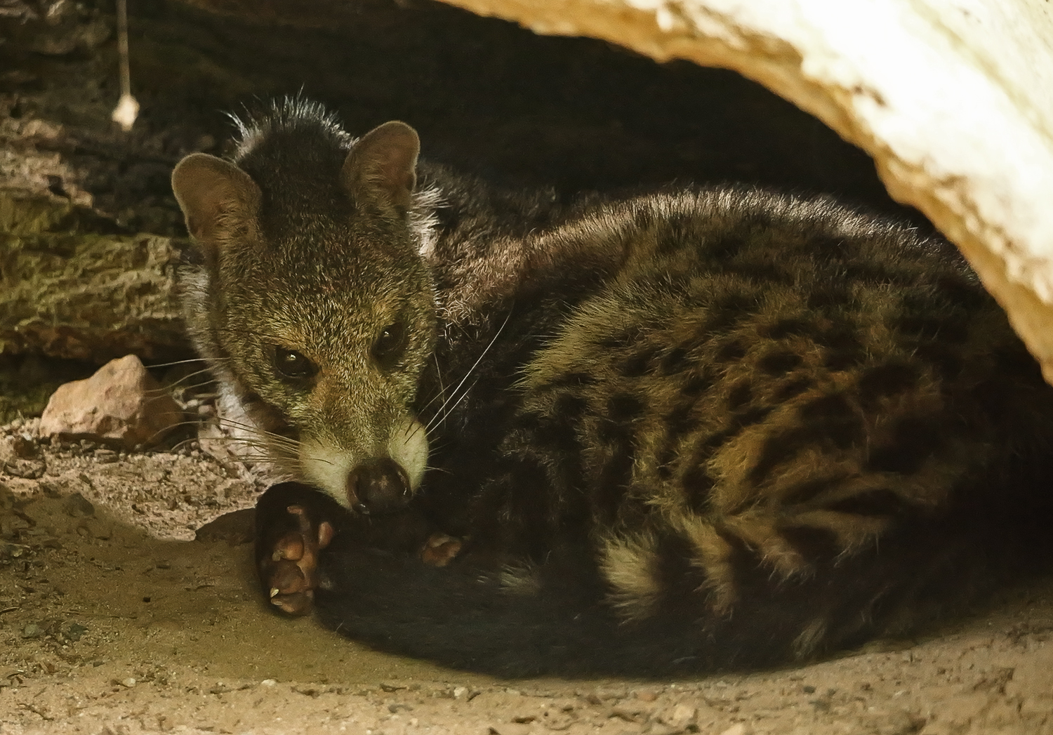 Large-spotted civet (Viverra megaspila)