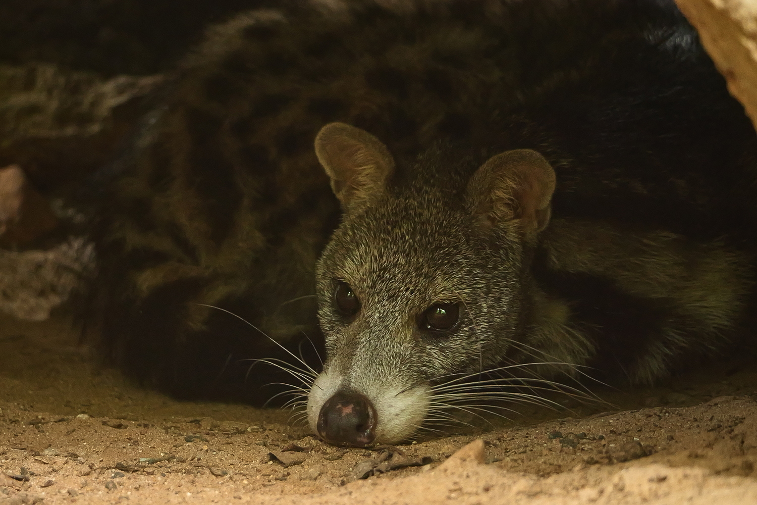 Large-spotted civet (Viverra megaspila)
