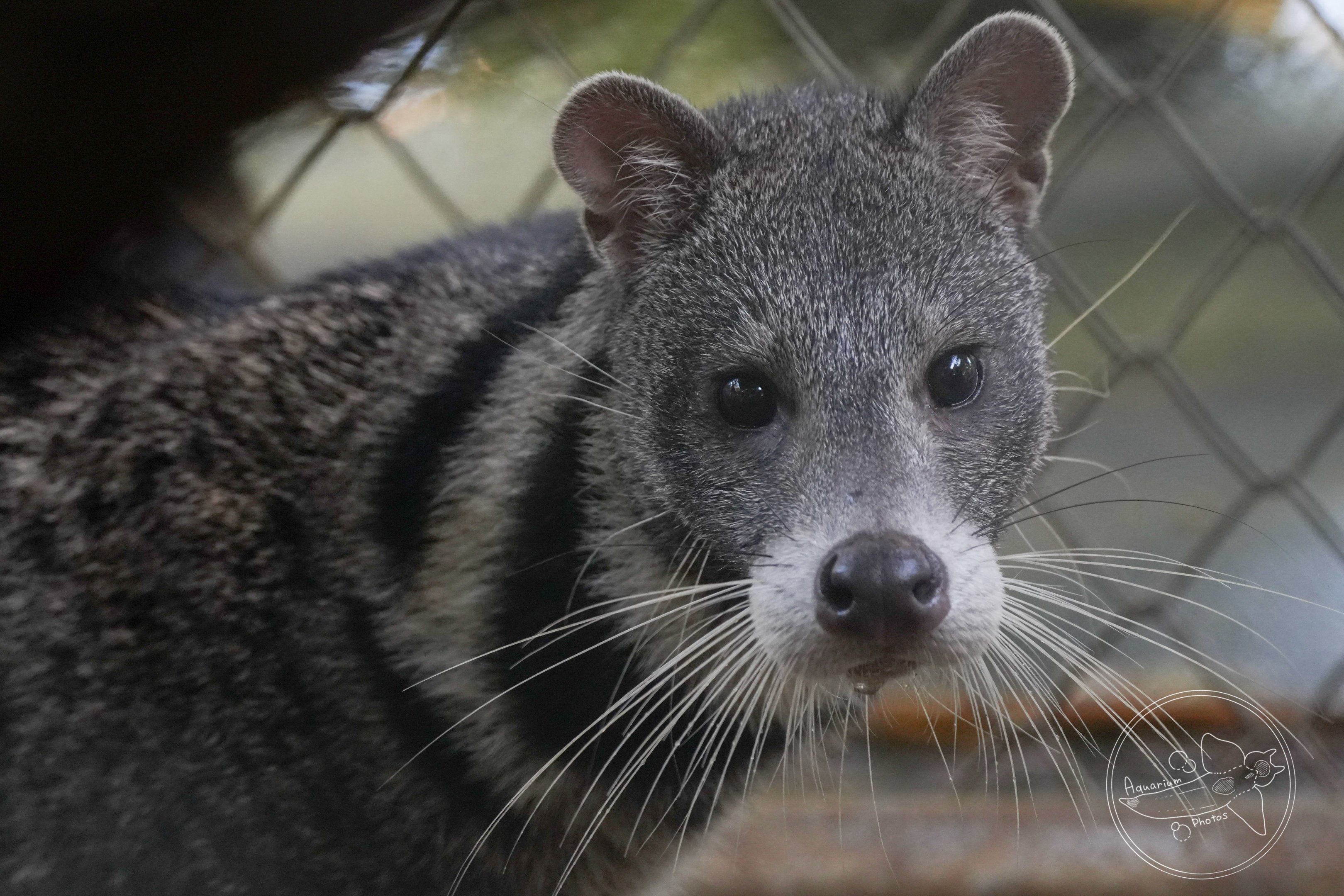 Large-spotted civet (Viverra megaspila)