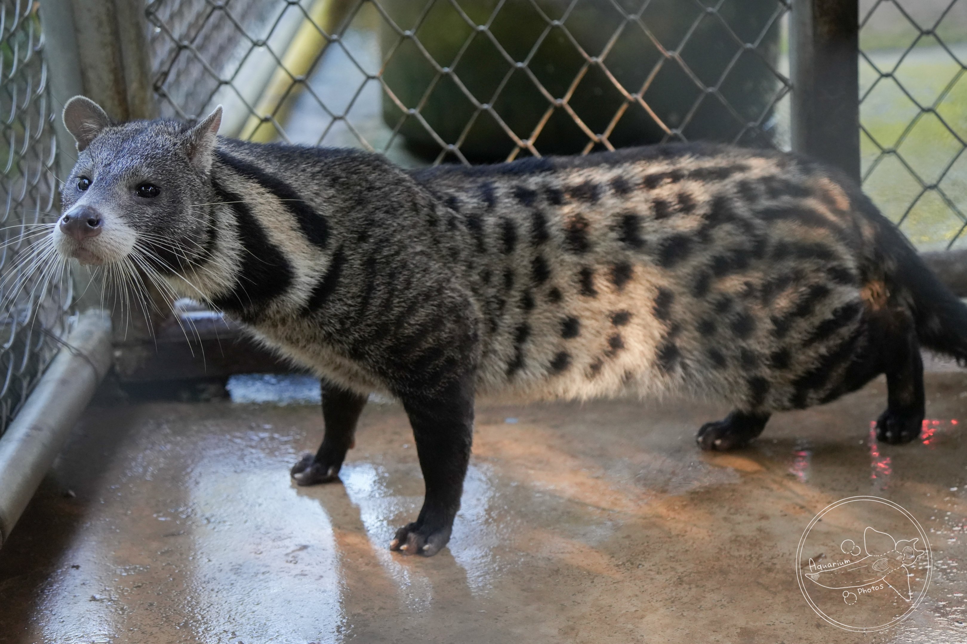 Large-spotted civet (Viverra megaspila)
