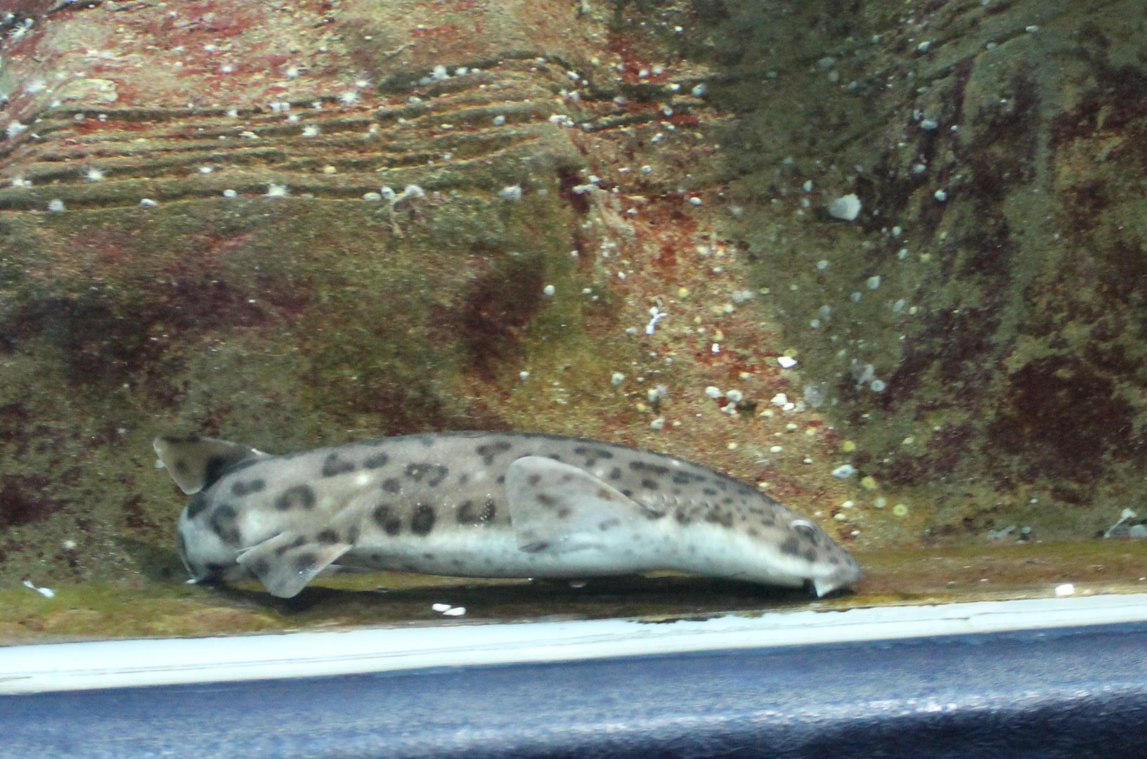 Large-spotted dogfish - Scyliorhinus stellaris