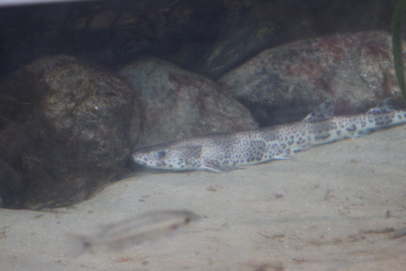 Large-Spotted Dogfish