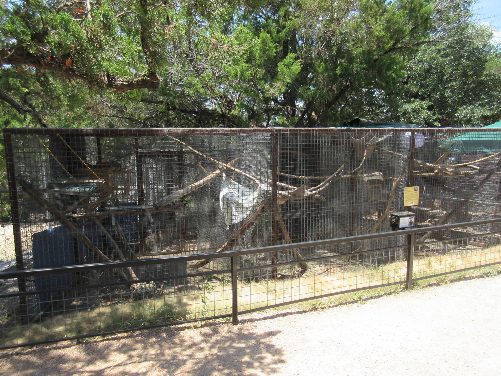 Large Spotted Genet Exhibit