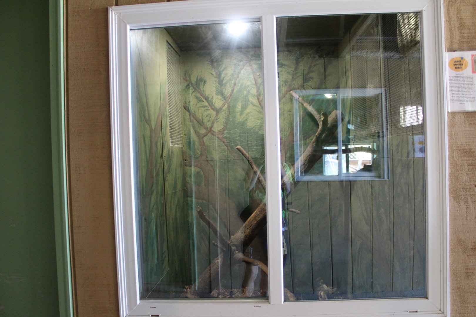 Large-Spotted Genet Exhibit