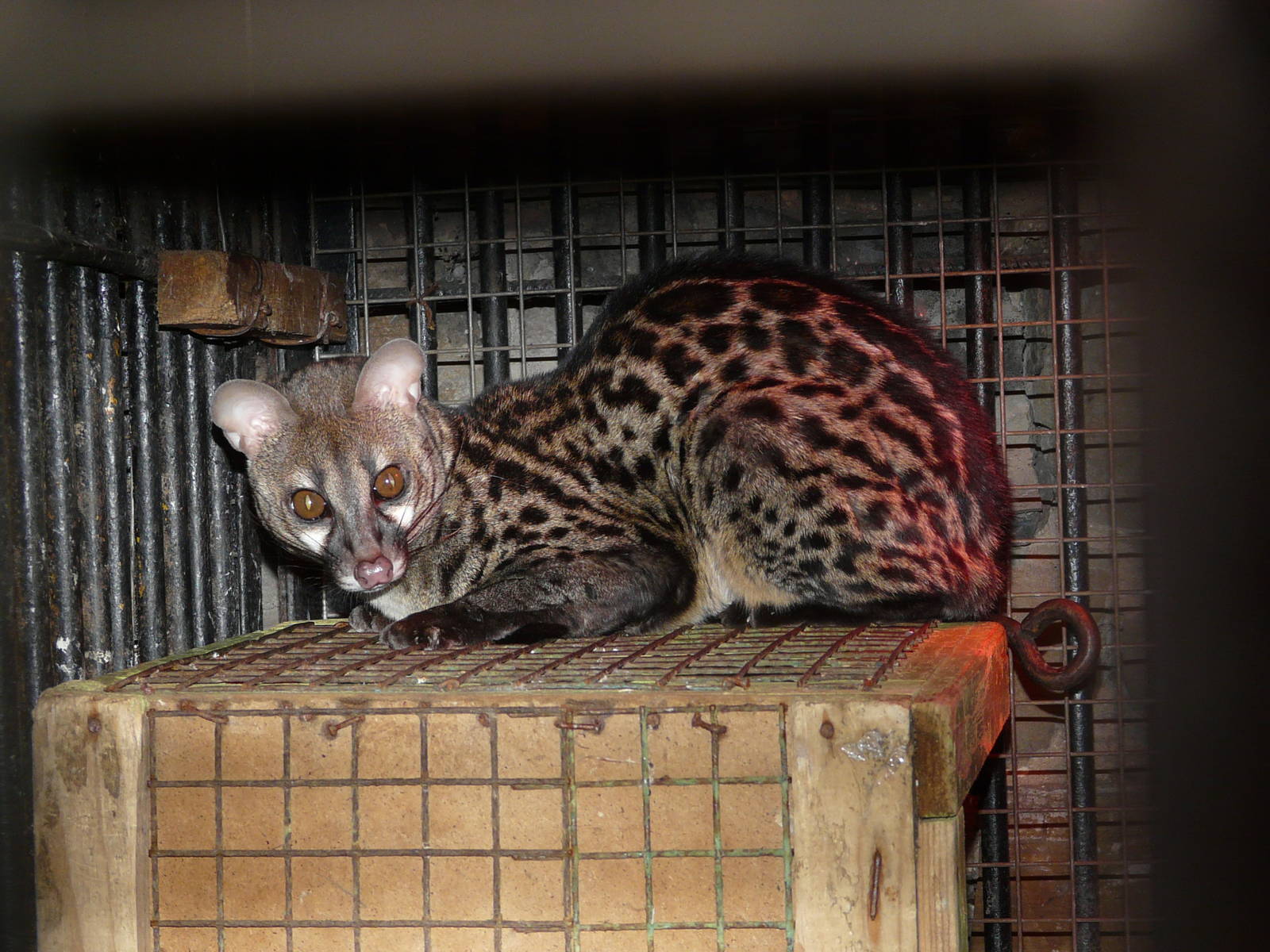 Large-spotted genet/ Genetta tigrina
