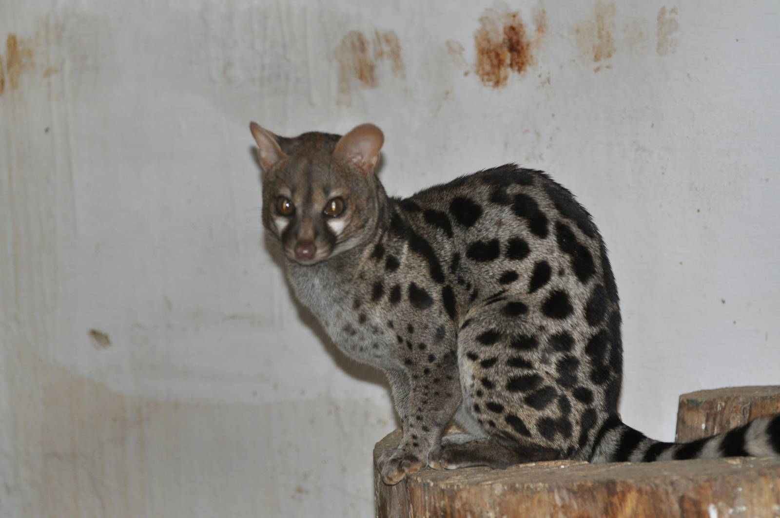 Large-spotted genet/ Genetta tigrina