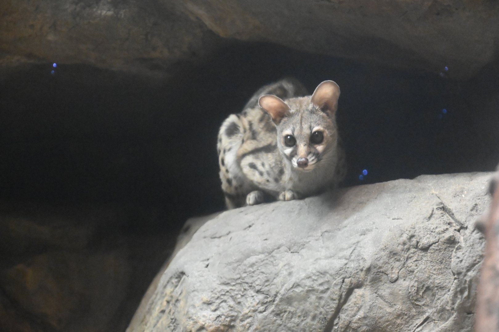 Large-spotted genet (Genetta tigrina)