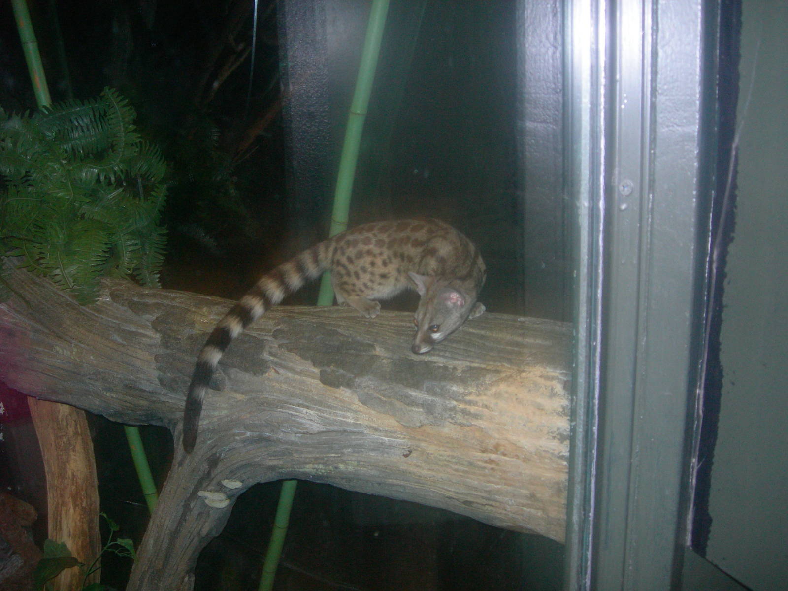 Large spotted Genet