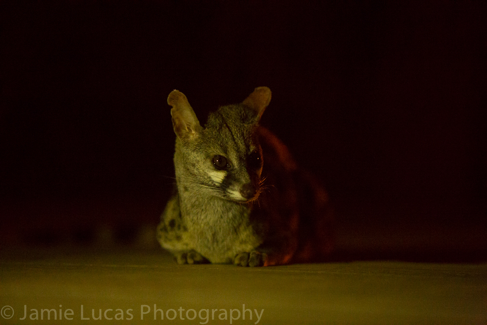 Large Spotted Genet