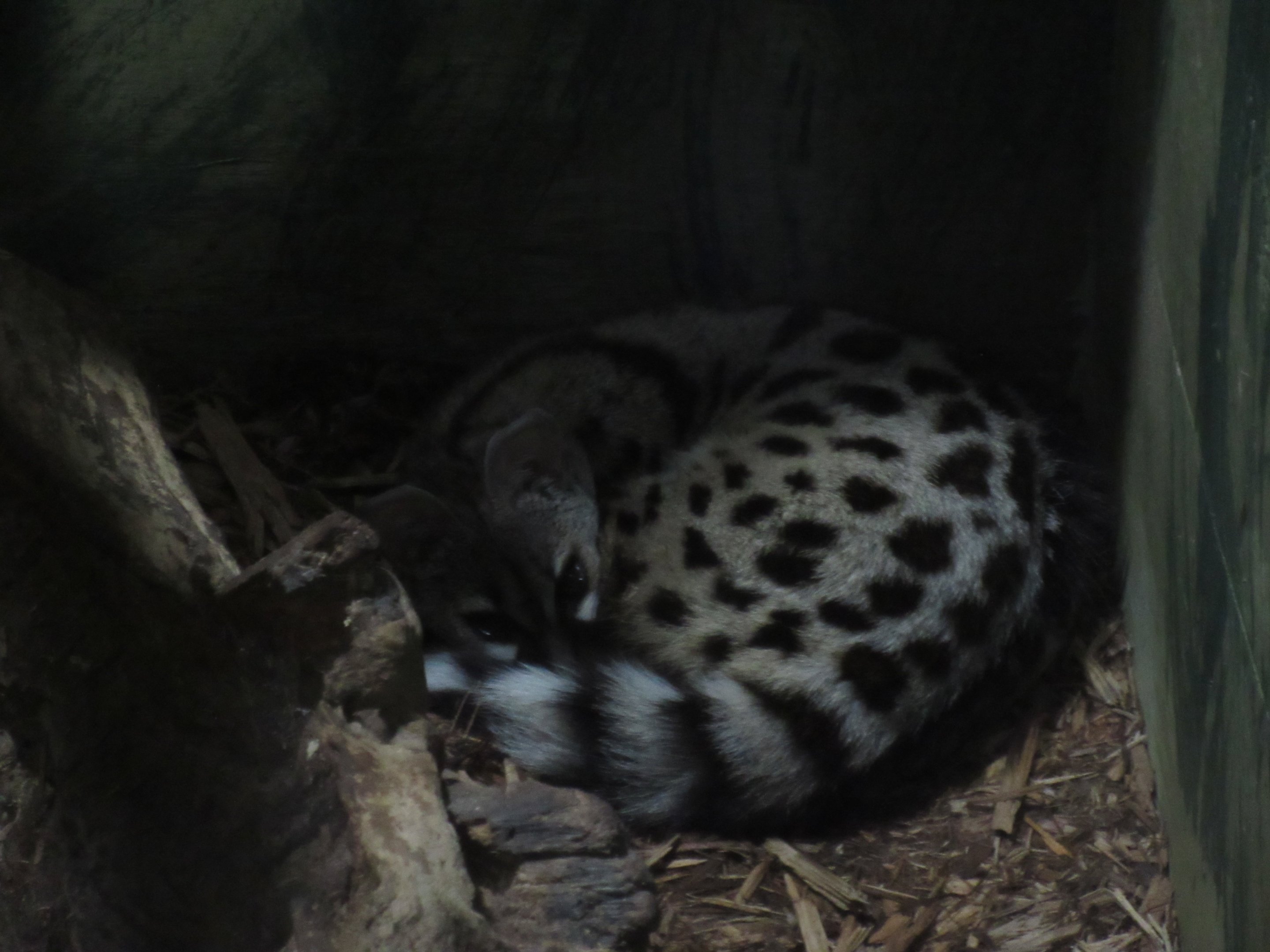 Large Spotted Genet