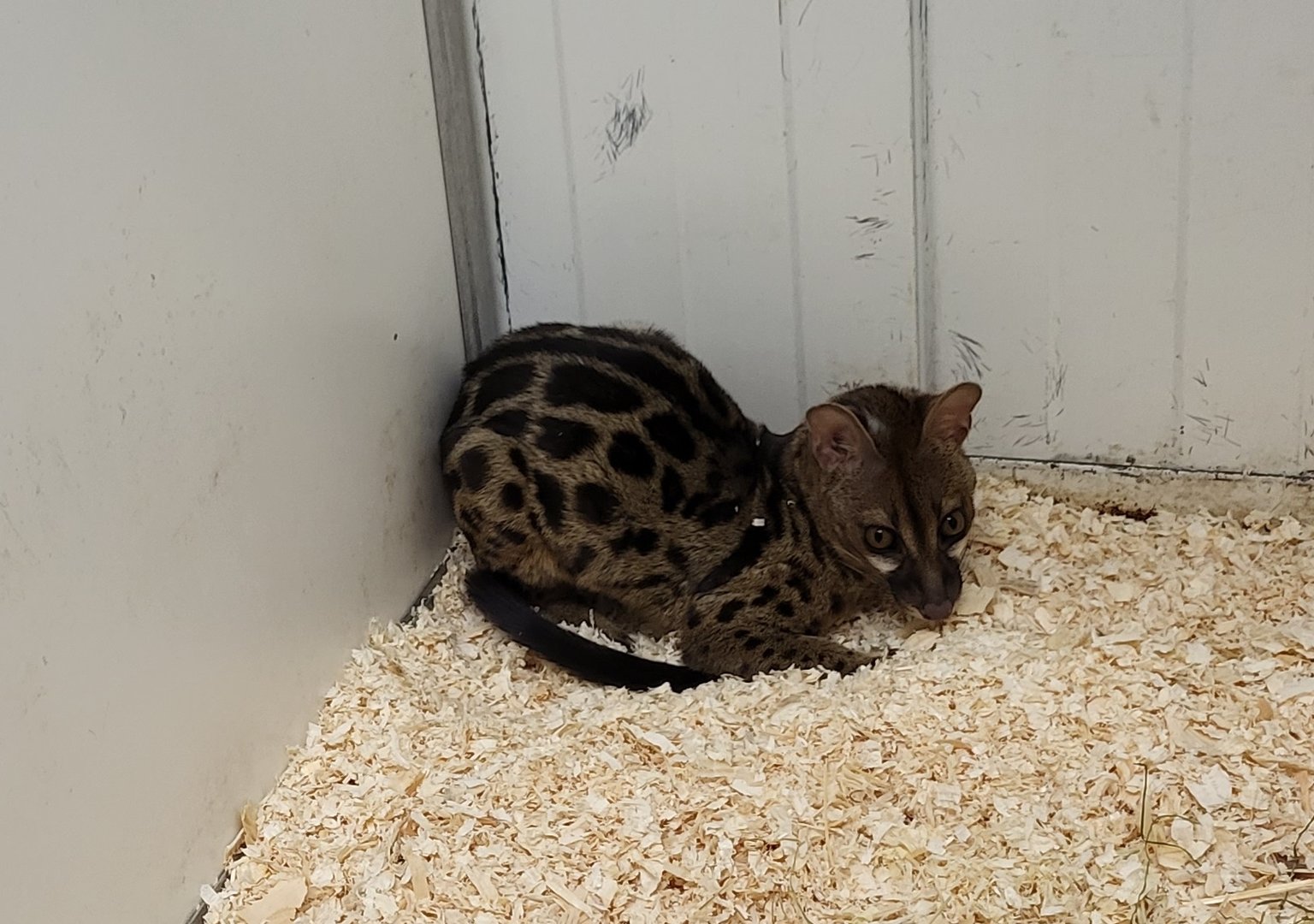 Large-spotted genet