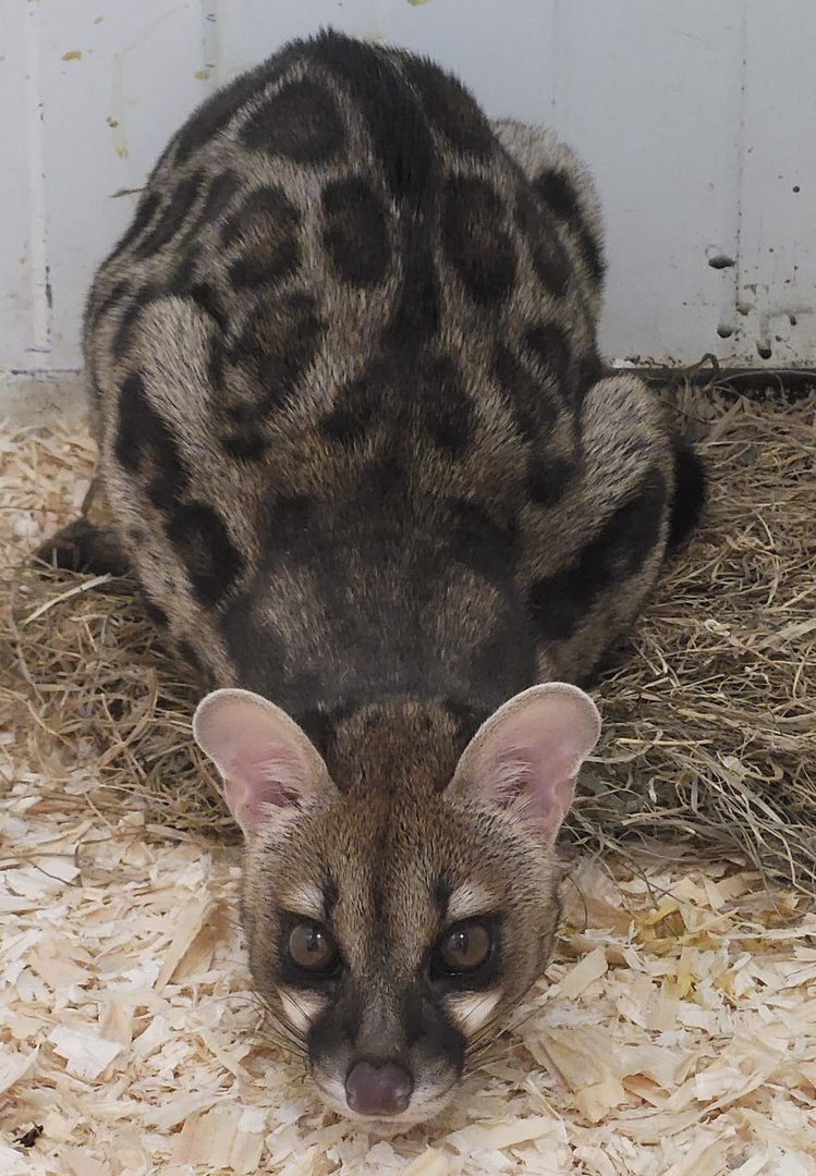 Large-spotted genet