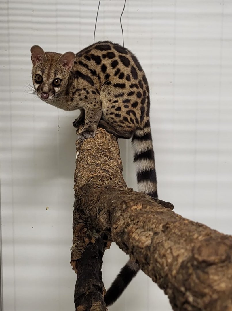 Large-spotted genet