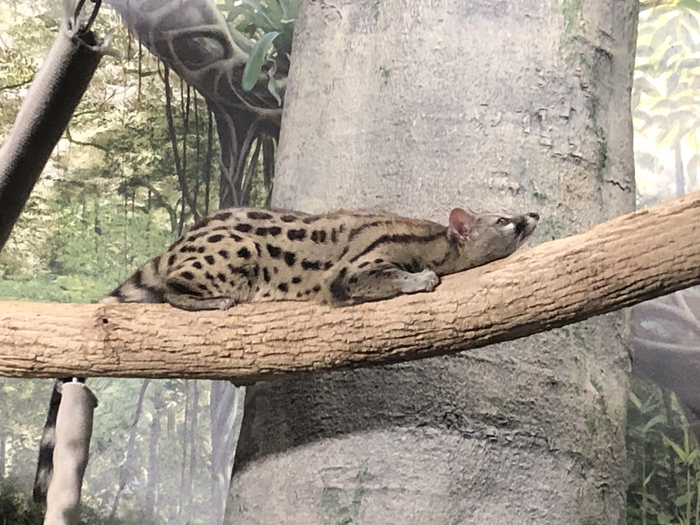 Large Spotted Genet