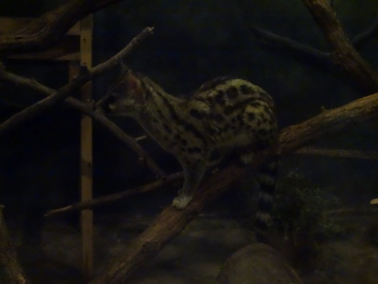 Large-Spotted Genet