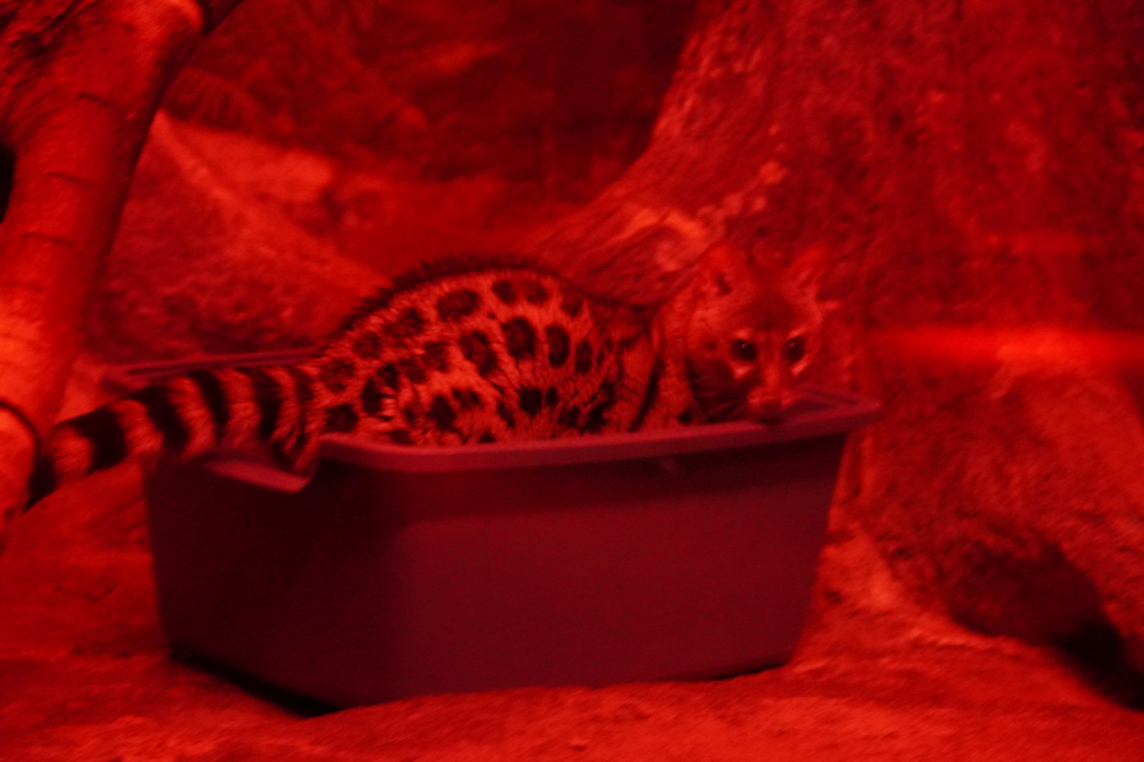Large-Spotted Genet
