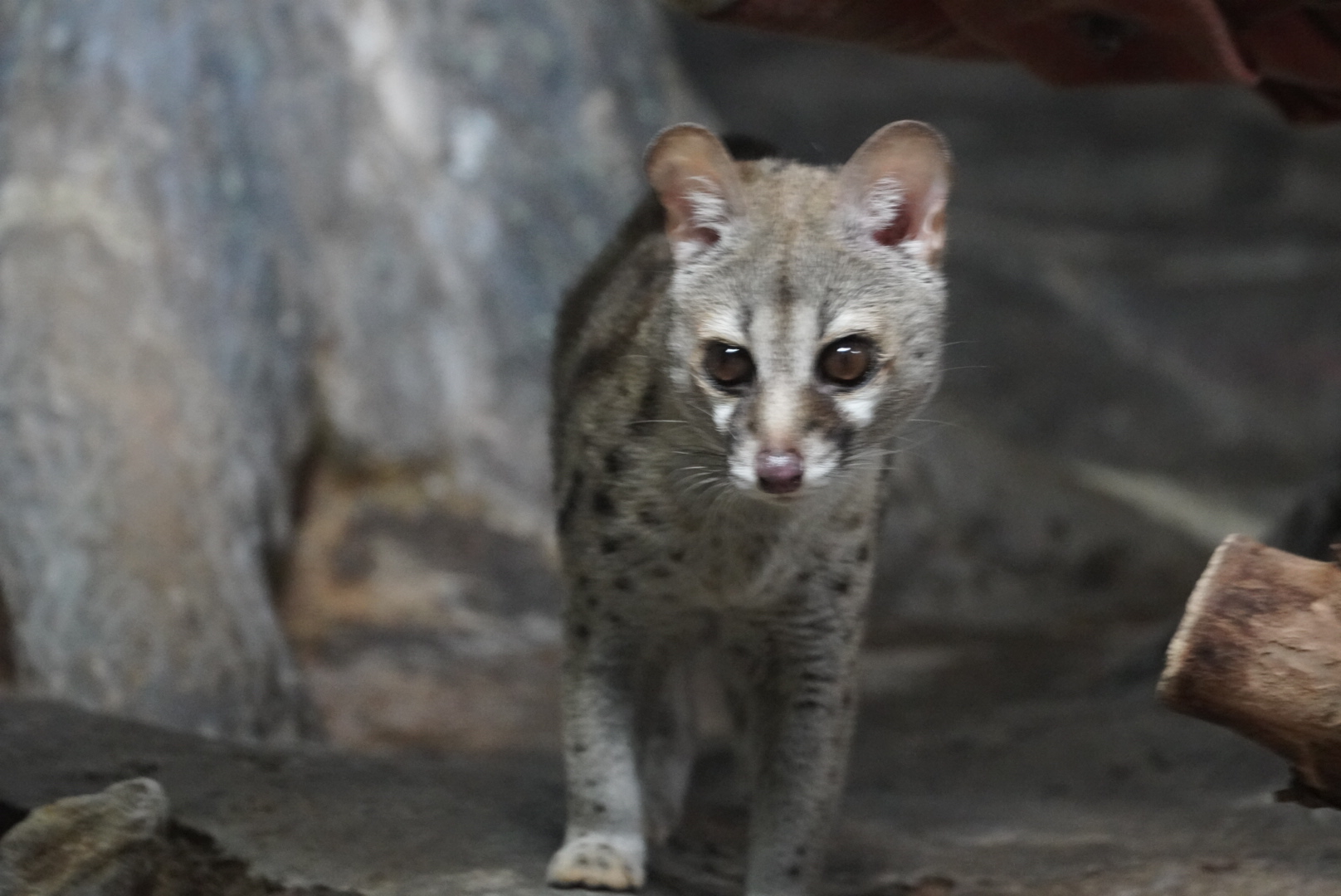 Large-Spotted Genet