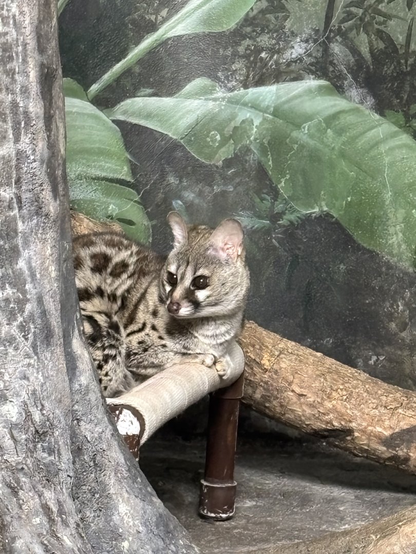 Large Spotted Genet