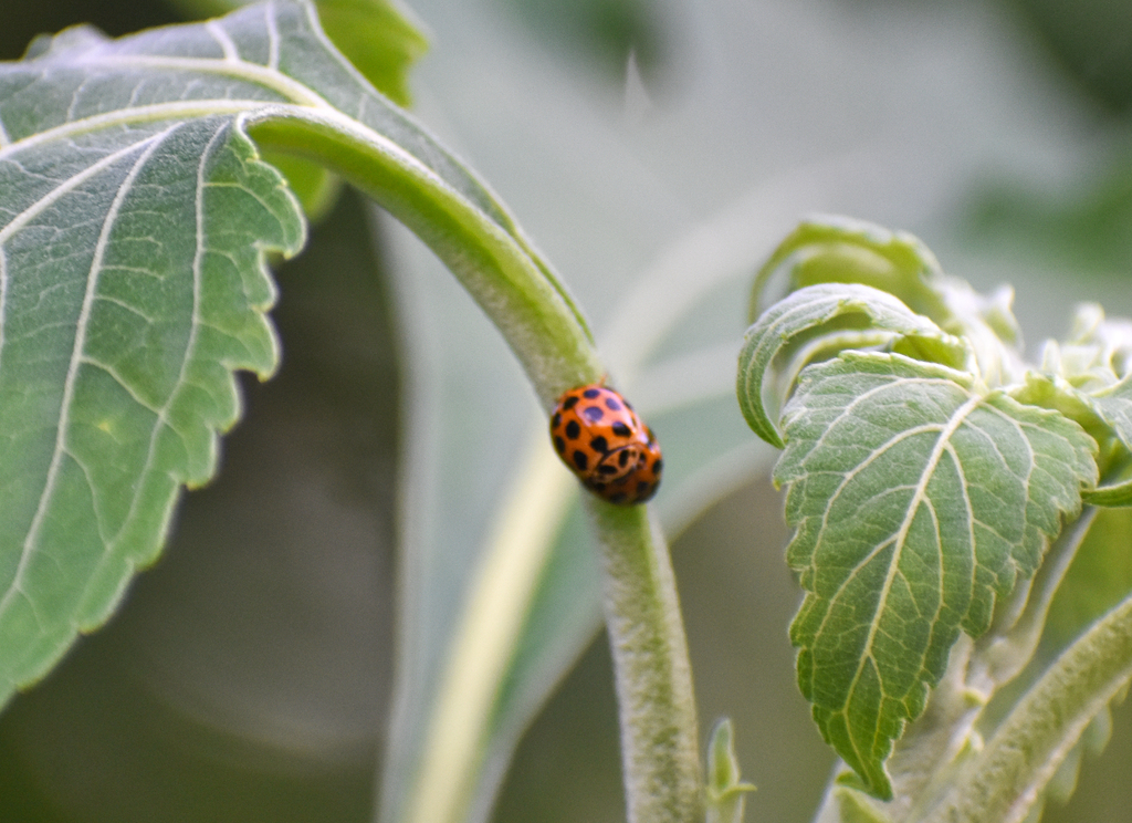 Large Spotted Ladybird, Harmonia conformis