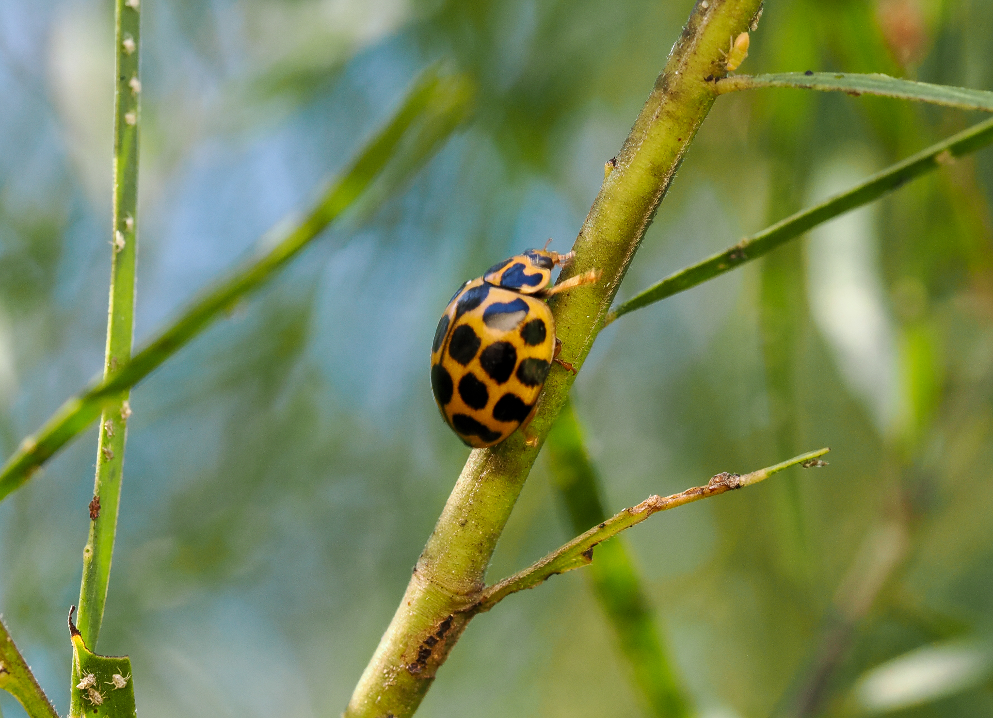 Large Spotted Ladybird, Harmonia conformis
