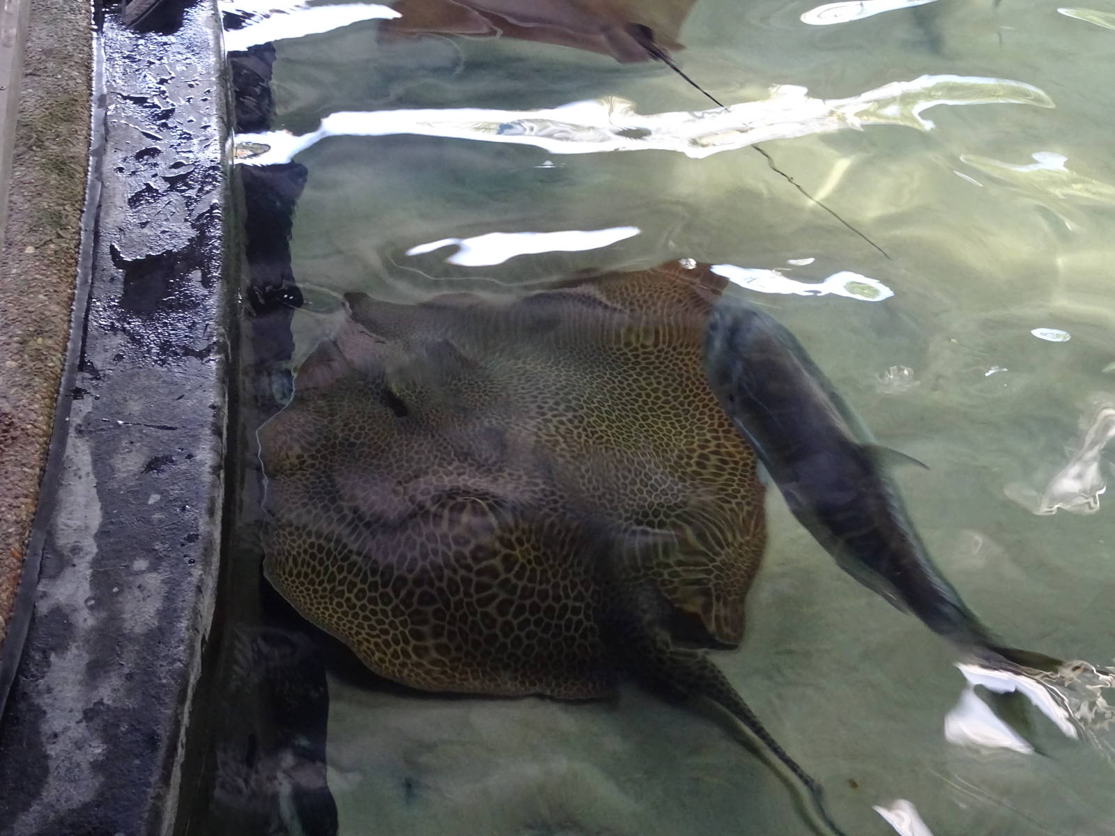 Large Stingray at SeaWorld Orlando