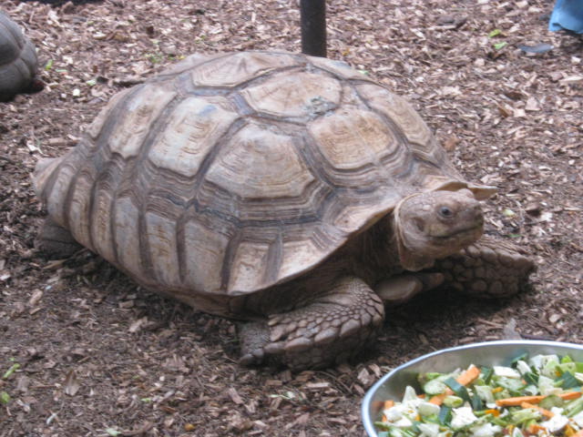 Large Sulcata Tortoise 2016.
