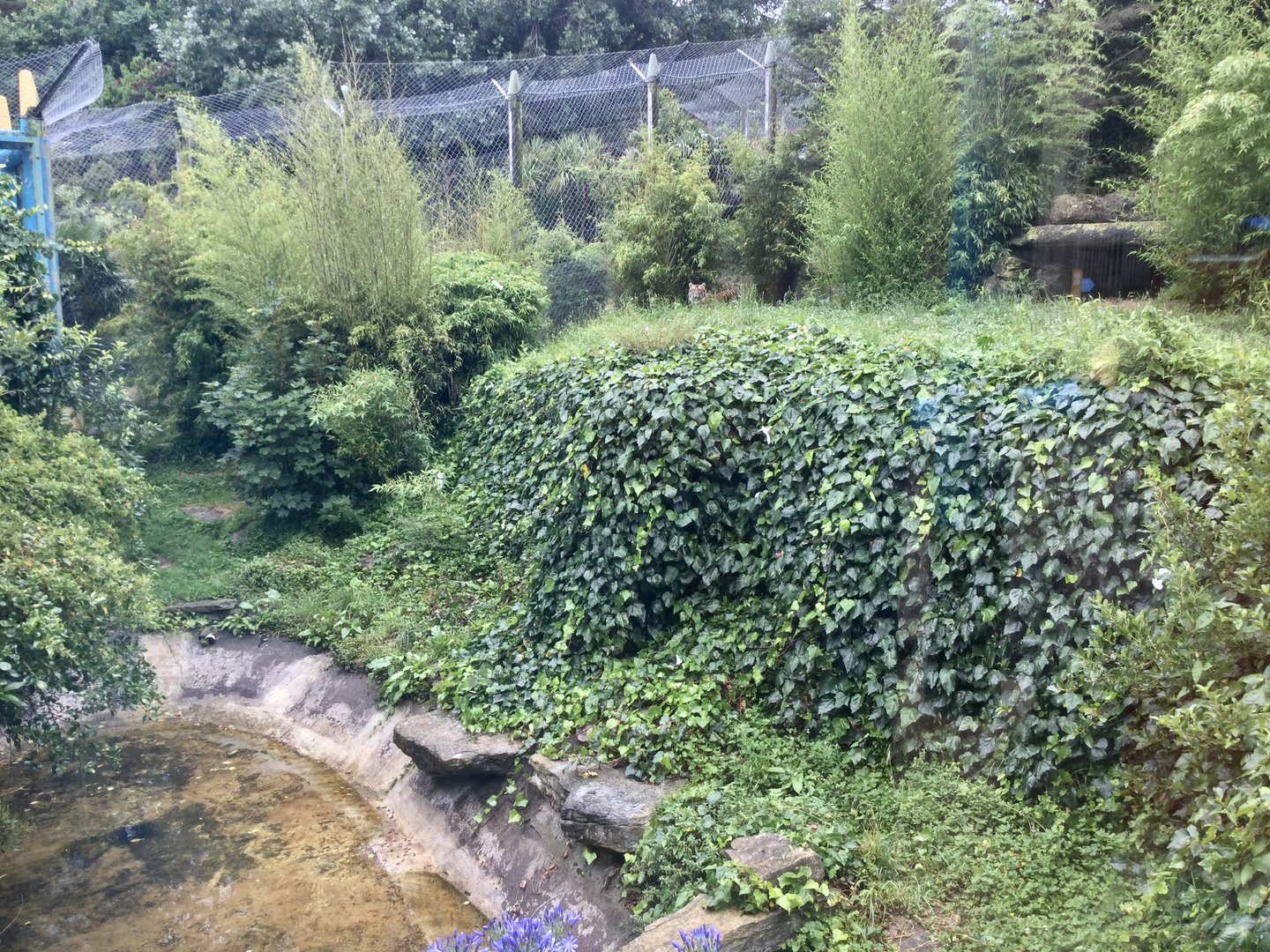 Large Sumatran Tiger Exhibit